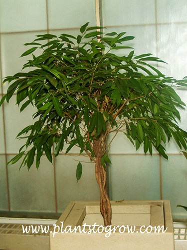 Long Leaf Fig (Ficus binnendijkii)
This plant has braided stems